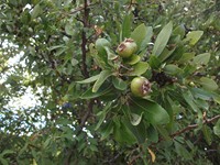 Orgale - 20120725 151.jpg